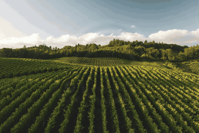 Campo de cultivo